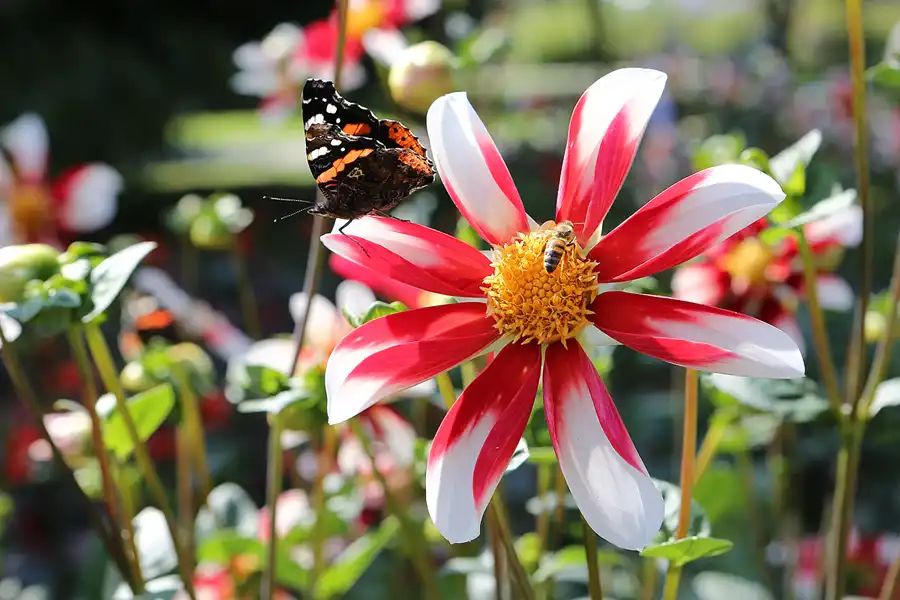 012 | 2017 | Berlin | IGA 2017 – Internationale Gartenausstellung | © carsten riede fotografie