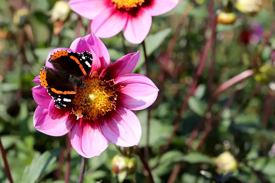 015 | 2017 | Berlin | IGA 2017 – Internationale Gartenausstellung | © carsten riede fotografie