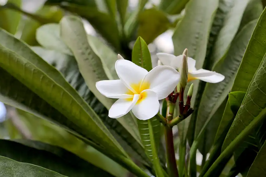 032 | 2017 | Berlin | IGA 2017 – Internationale Gartenausstellung | © carsten riede fotografie