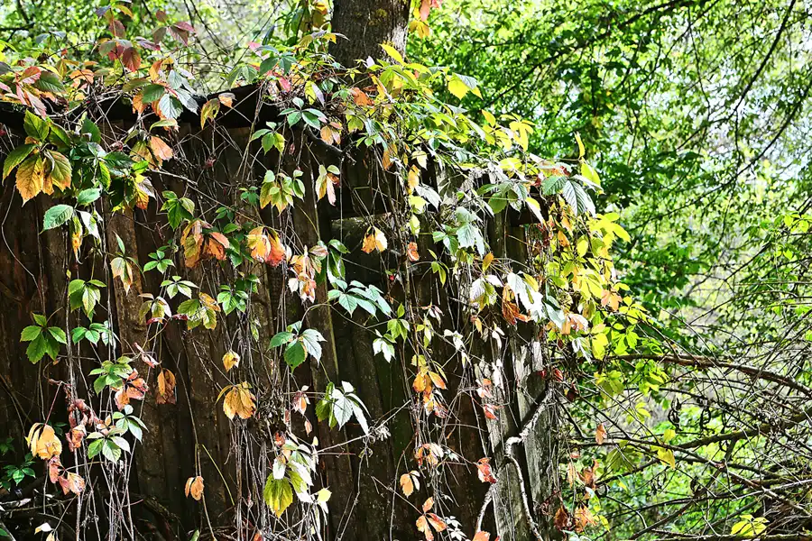 101 | 2017 | Chernobyl Zone | © carsten riede fotografie