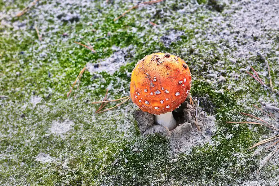 064 | 2017 | Chernobyl Zone | Duga-1 (Chernobyl-2) Radar Station | © carsten riede fotografie
