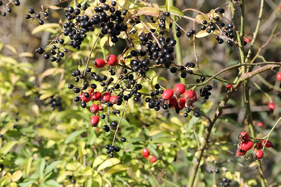 098 | 2017 | Pripyat | © carsten riede fotografie