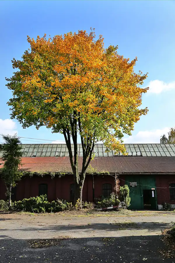 100 | 2017 | Bytom | Oberschlesische Schmalspurbahn – Reparaturwerkstätten | © carsten riede fotografie