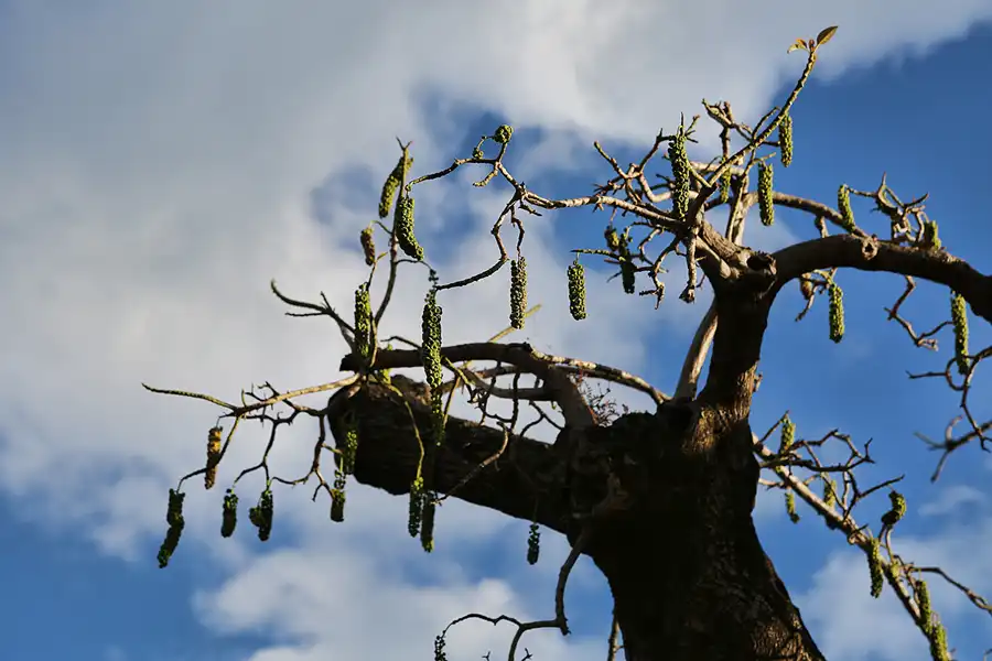 061 | 2018 | Barcelona | Montjuic | © carsten riede fotografie