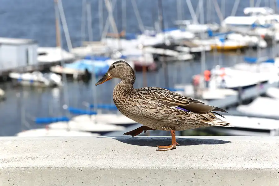 064 | 2018 | Berlin | Am grossen Wannsee | © carsten riede fotografie