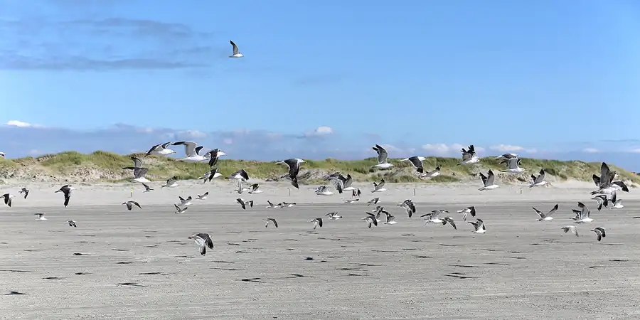 037 | 2018 | Sankt Peter-Ording | © carsten riede fotografie