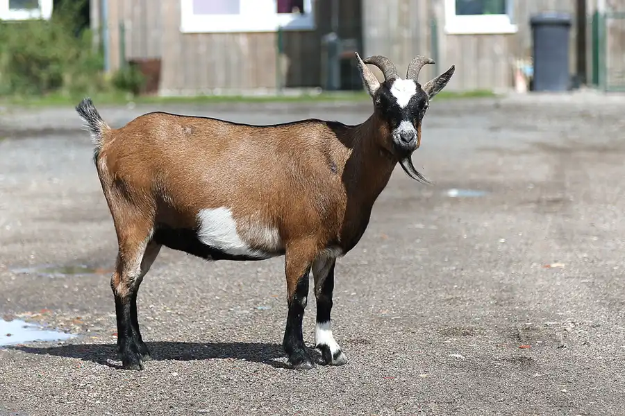 063 | 2018 | Westerhever | © carsten riede fotografie