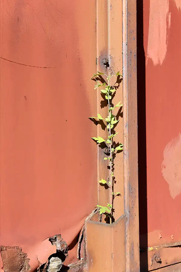 018 | 2018 | Falkenberg/Elster | Loksammlung Falkenberg | © carsten riede fotografie