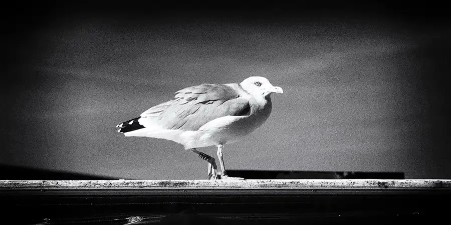 066 | 2018 | Hansestadt Wismar | © carsten riede fotografie