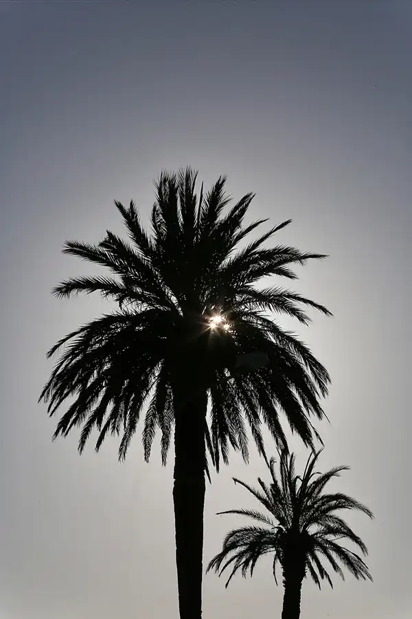 066 | 2019 | Roses | © carsten riede fotografie