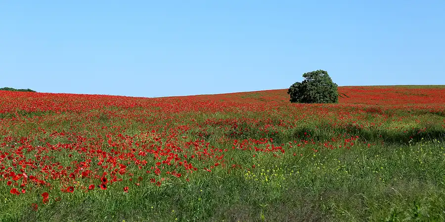 003 | 2019 | Bisdamitz | © carsten riede fotografie