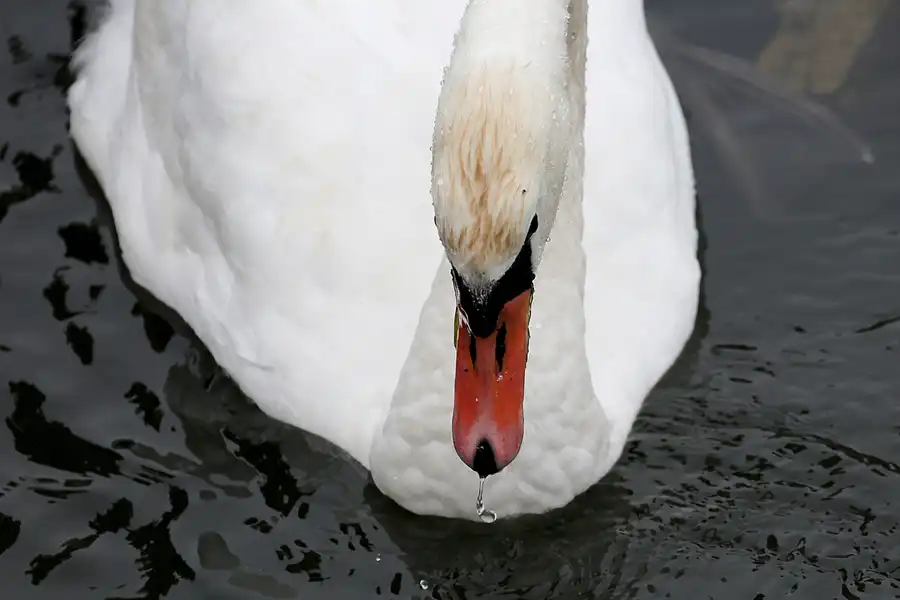 018 | 2019 | Lohme | © carsten riede fotografie