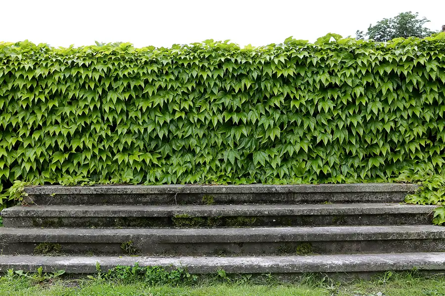 070 | 2019 | Pansevitz | Schlosspark | © carsten riede fotografie