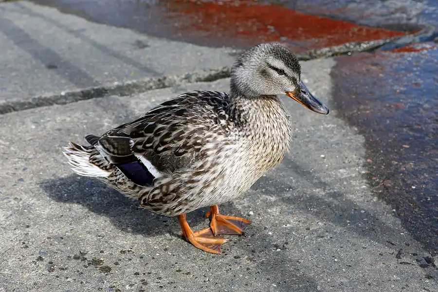 096 | 2019 | Ralswiek | © carsten riede fotografie