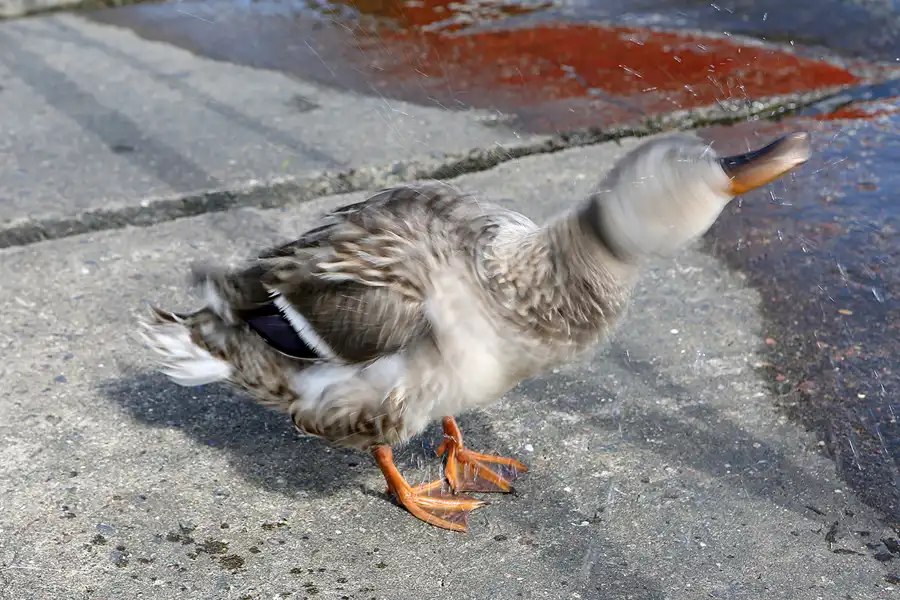 097 | 2019 | Ralswiek | © carsten riede fotografie