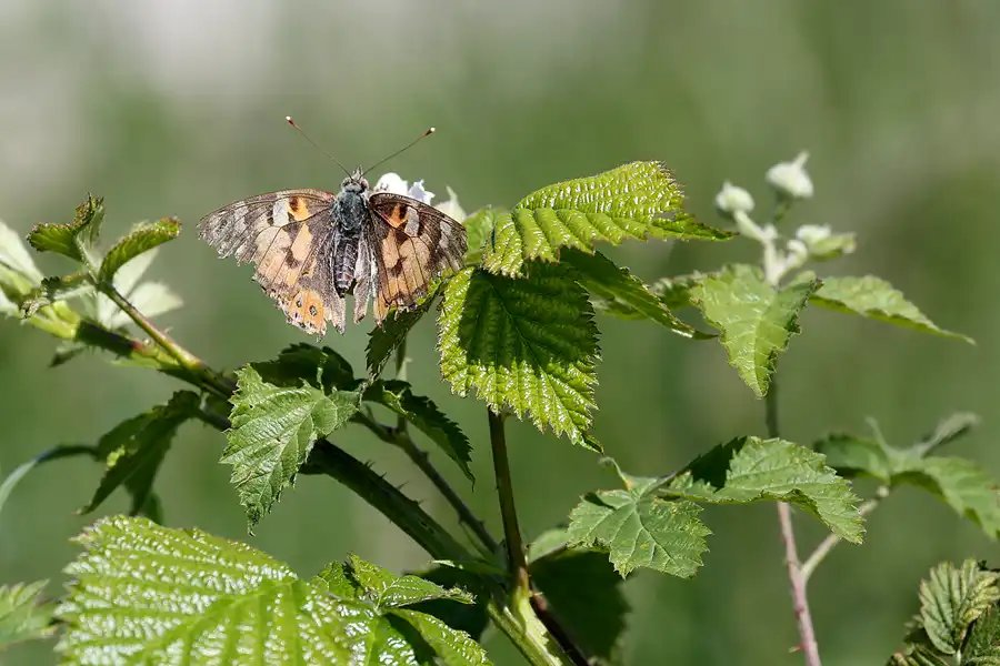 115 | 2019 | Serams | © carsten riede fotografie