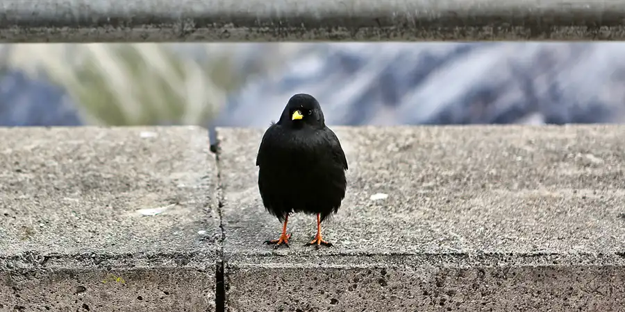 010 | 2019 | Zugspitze | © carsten riede fotografie