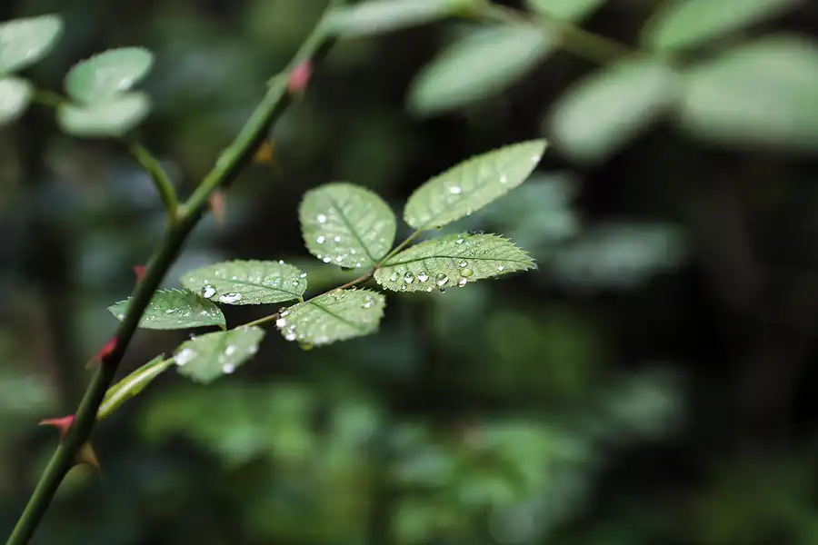 055 | 2019 | Schwangau | Pöllatschlucht | © carsten riede fotografie