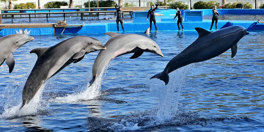 014 | 2020 | Valencia | Ciutat de les Arts i les Ciències – L&rsquo; oceanogràfic | © carsten riede fotografie
