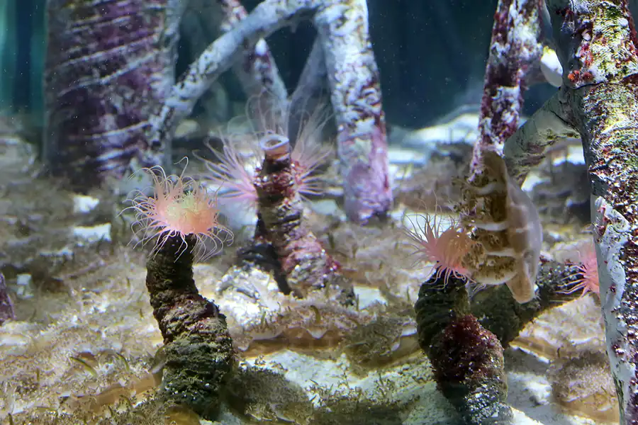 021 | 2020 | Valencia | Ciutat de les Arts i les Ciències – L&rsquo; oceanogràfic | © carsten riede fotografie