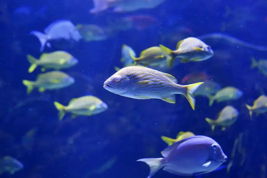 024 | 2020 | Valencia | Ciutat de les Arts i les Ciències – L&rsquo; oceanogràfic | © carsten riede fotografie