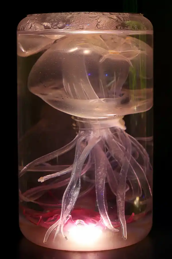 028 | 2020 | Valencia | Ciutat de les Arts i les Ciències – L&rsquo; oceanogràfic | © carsten riede fotografie