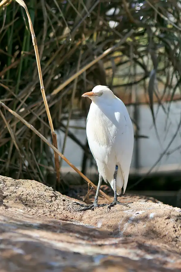 041 | 2020 | Valencia | Ciutat de les Arts i les Ciències – L&rsquo; oceanogràfic | © carsten riede fotografie