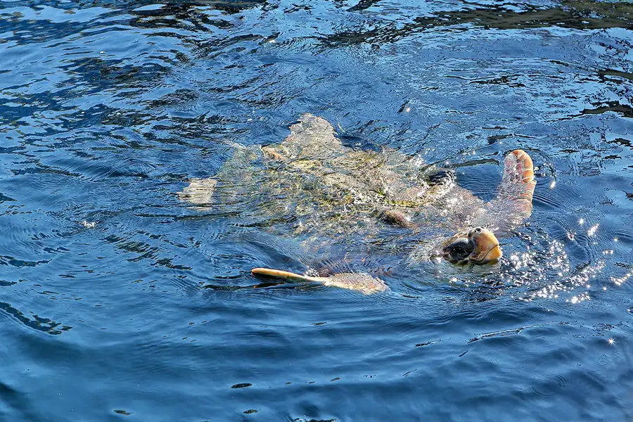 050 | 2020 | Valencia | Ciutat de les Arts i les Ciències – L&rsquo; oceanogràfic | © carsten riede fotografie