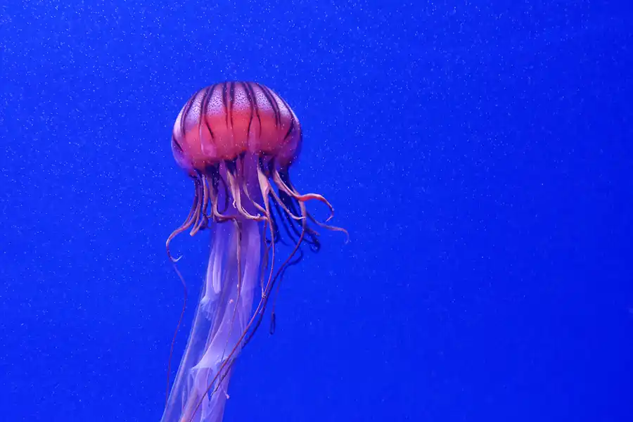 052 | 2020 | Valencia | Ciutat de les Arts i les Ciències – L&rsquo; oceanogràfic | © carsten riede fotografie