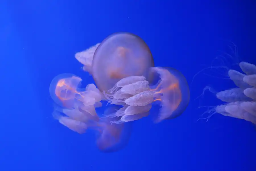 054 | 2020 | Valencia | Ciutat de les Arts i les Ciències – L&rsquo; oceanogràfic | © carsten riede fotografie