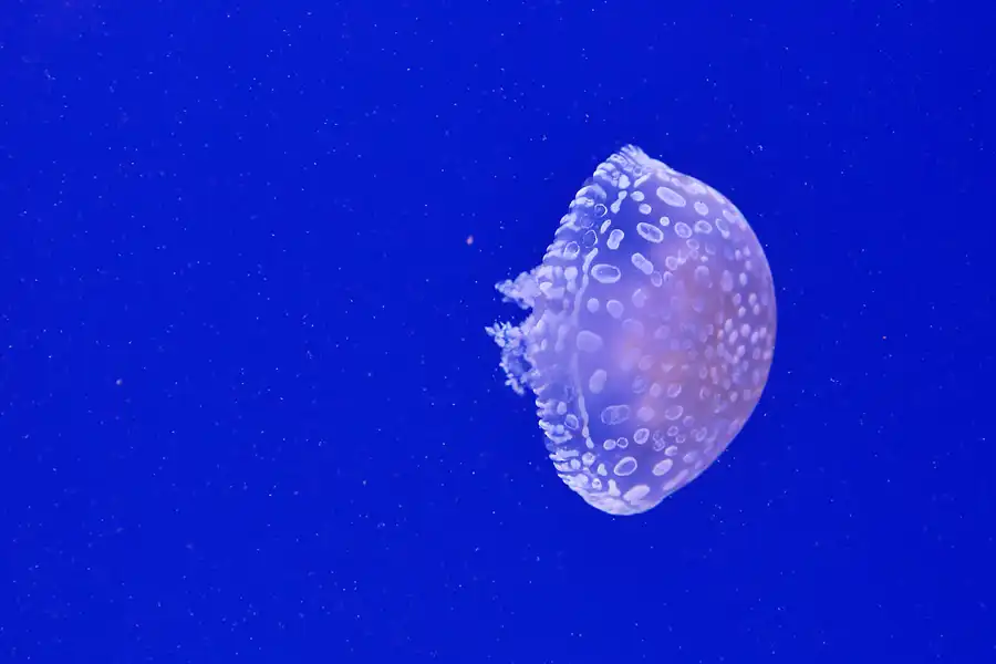 055 | 2020 | Valencia | Ciutat de les Arts i les Ciències – L&rsquo; oceanogràfic | © carsten riede fotografie