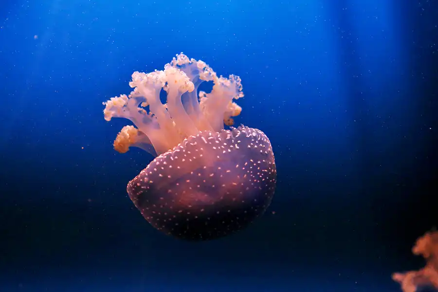 056 | 2020 | Valencia | Ciutat de les Arts i les Ciències – L&rsquo; oceanogràfic | © carsten riede fotografie