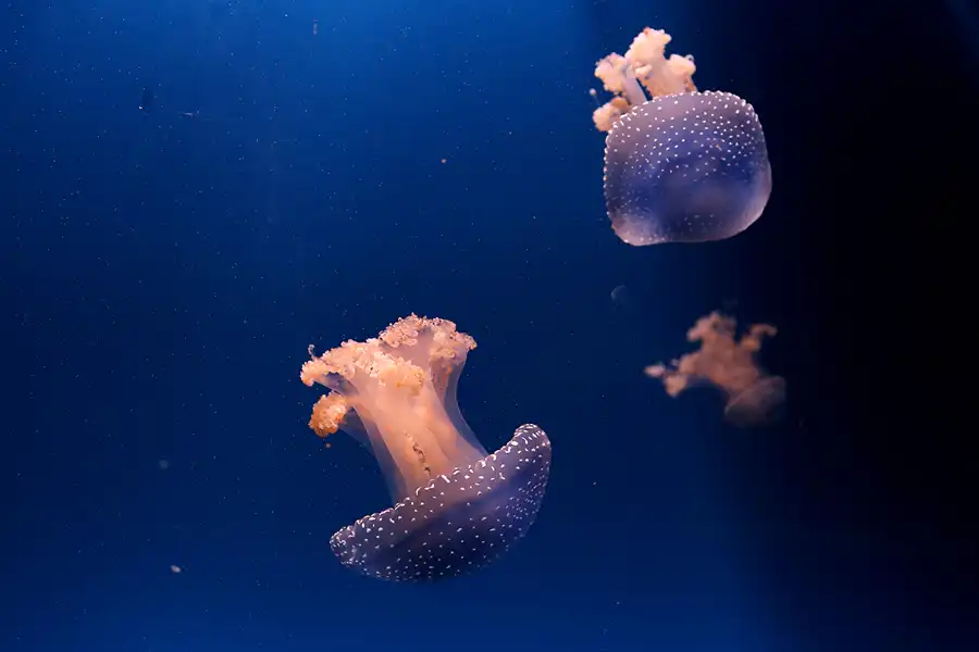 057 | 2020 | Valencia | Ciutat de les Arts i les Ciències – L&rsquo; oceanogràfic | © carsten riede fotografie