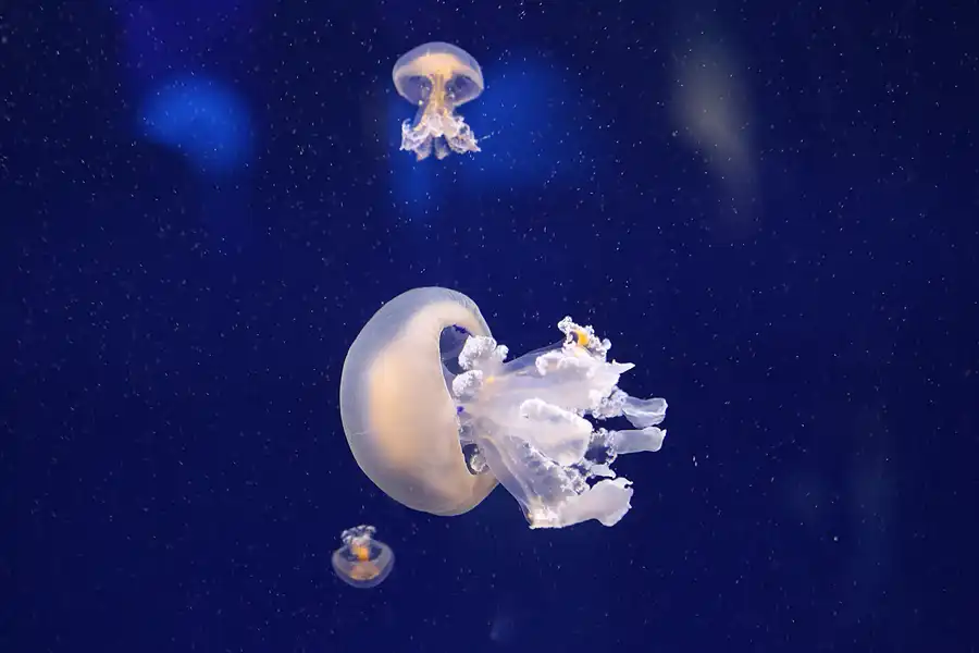 058 | 2020 | Valencia | Ciutat de les Arts i les Ciències – L&rsquo; oceanogràfic | © carsten riede fotografie