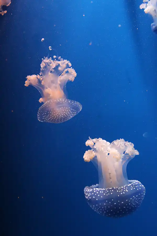 059 | 2020 | Valencia | Ciutat de les Arts i les Ciències – L&rsquo; oceanogràfic | © carsten riede fotografie