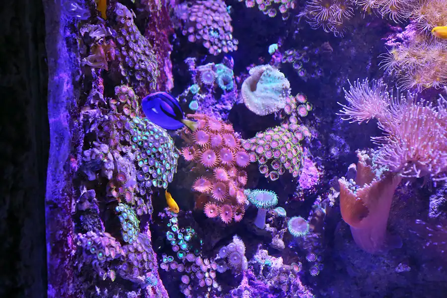 061 | 2020 | Valencia | Ciutat de les Arts i les Ciències – L&rsquo; oceanogràfic | © carsten riede fotografie