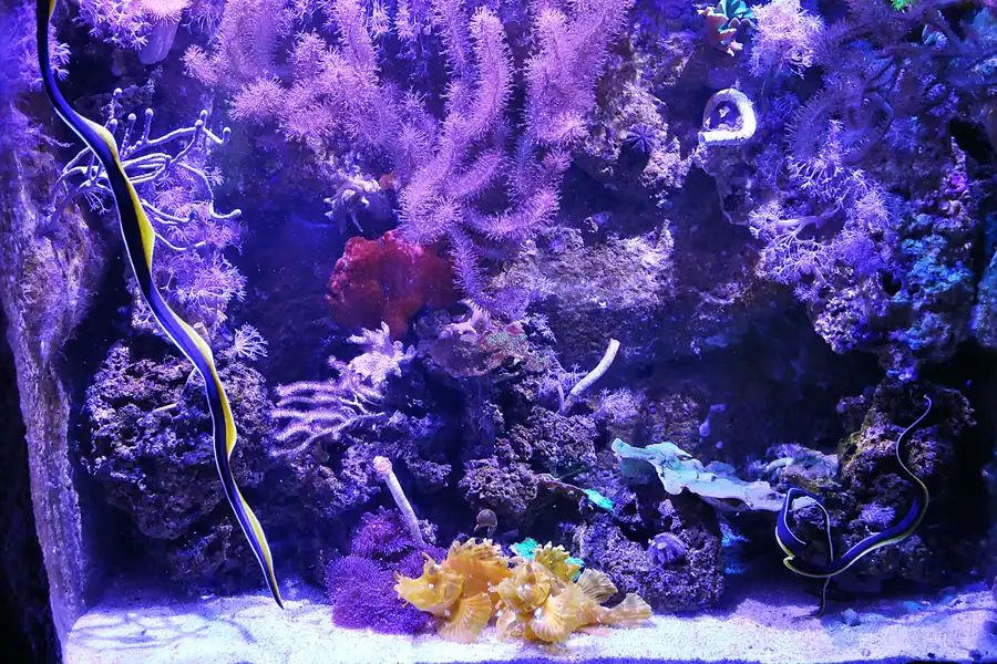 062 | 2020 | Valencia | Ciutat de les Arts i les Ciències – L&rsquo; oceanogràfic | © carsten riede fotografie