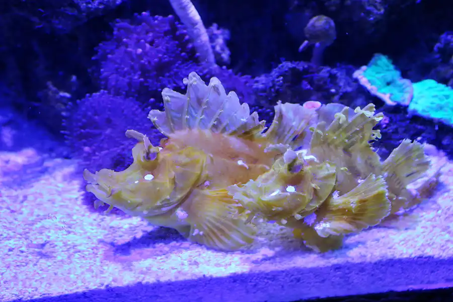 063 | 2020 | Valencia | Ciutat de les Arts i les Ciències – L&rsquo; oceanogràfic | © carsten riede fotografie