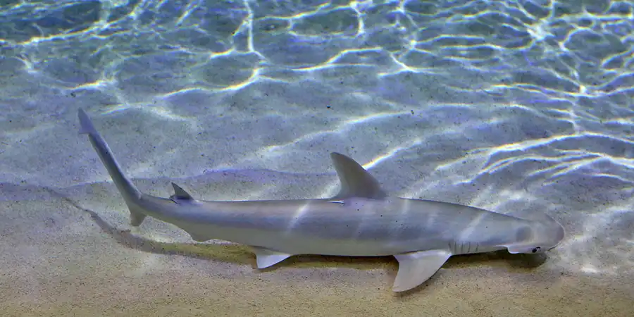 065 | 2020 | Valencia | Ciutat de les Arts i les Ciències – L&rsquo; oceanogràfic | © carsten riede fotografie