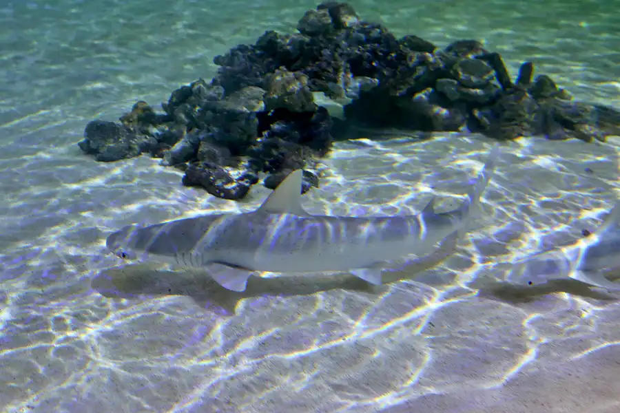 066 | 2020 | Valencia | Ciutat de les Arts i les Ciències – L&rsquo; oceanogràfic | © carsten riede fotografie