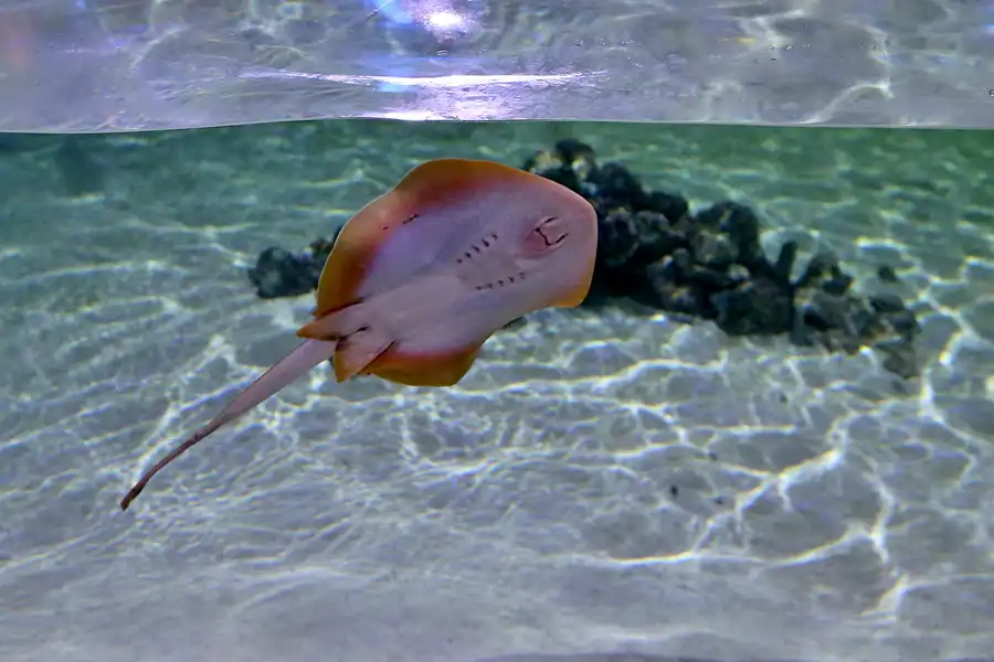 068 | 2020 | Valencia | Ciutat de les Arts i les Ciències – L&rsquo; oceanogràfic | © carsten riede fotografie