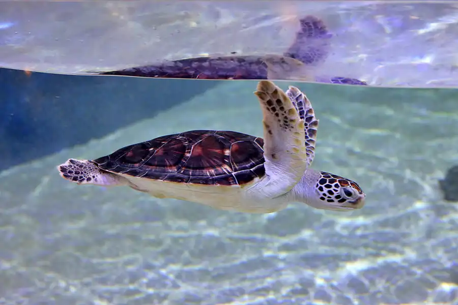 070 | 2020 | Valencia | Ciutat de les Arts i les Ciències – L&rsquo; oceanogràfic | © carsten riede fotografie