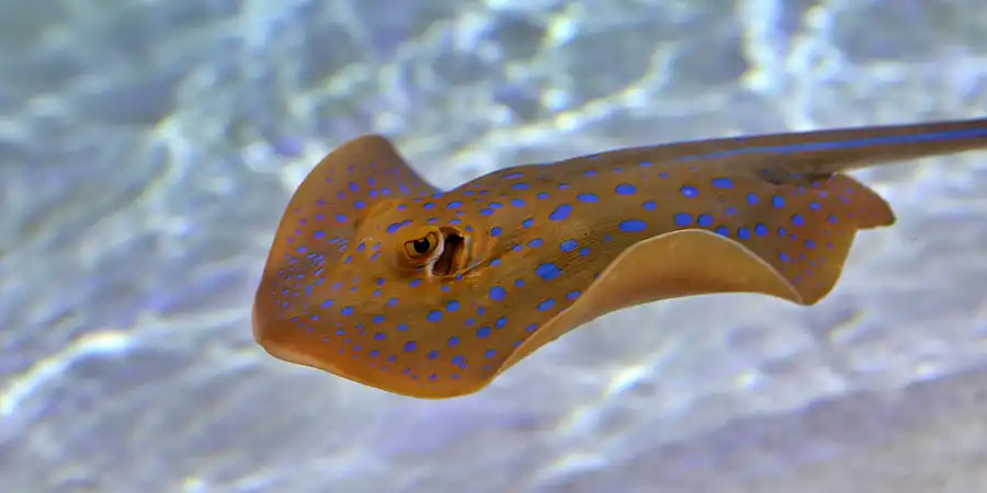 072 | 2020 | Valencia | Ciutat de les Arts i les Ciències – L&rsquo; oceanogràfic | © carsten riede fotografie