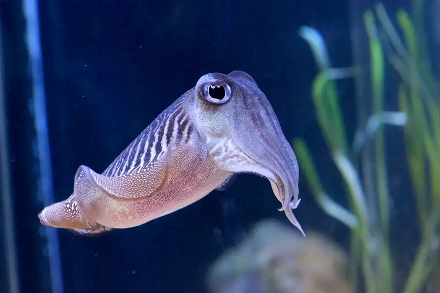 076 | 2020 | Valencia | Ciutat de les Arts i les Ciències – L&rsquo; oceanogràfic | © carsten riede fotografie
