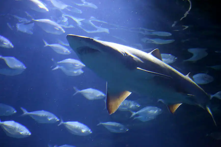 079 | 2020 | Valencia | Ciutat de les Arts i les Ciències – L&rsquo; oceanogràfic | © carsten riede fotografie