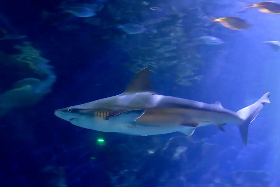 080 | 2020 | Valencia | Ciutat de les Arts i les Ciències – L&rsquo; oceanogràfic | © carsten riede fotografie