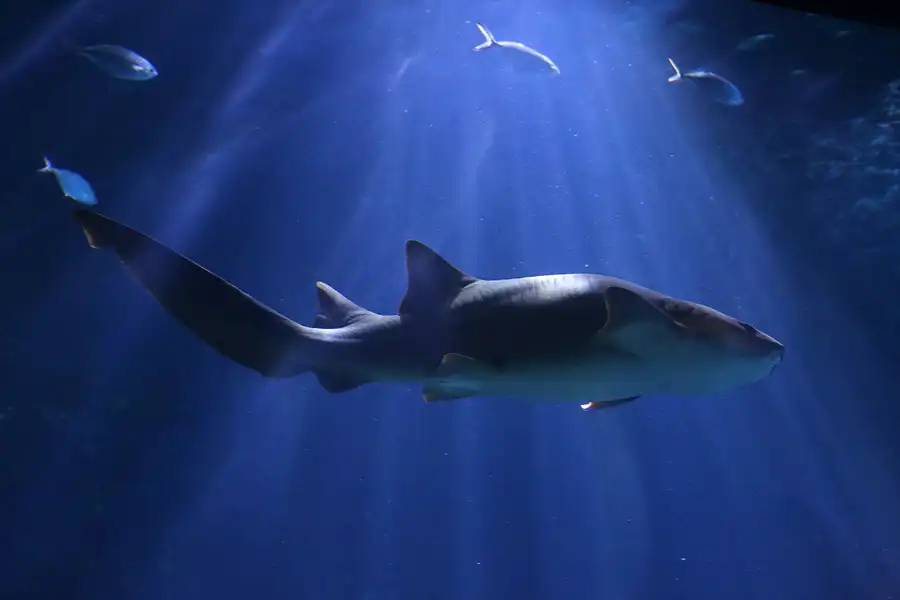 082 | 2020 | Valencia | Ciutat de les Arts i les Ciències – L&rsquo; oceanogràfic | © carsten riede fotografie