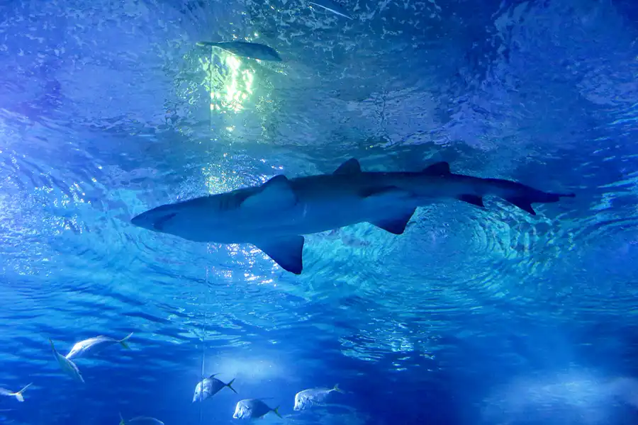 083 | 2020 | Valencia | Ciutat de les Arts i les Ciències – L&rsquo; oceanogràfic | © carsten riede fotografie