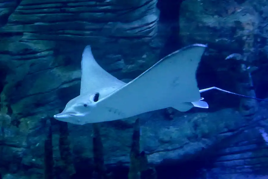 085 | 2020 | Valencia | Ciutat de les Arts i les Ciències – L&rsquo; oceanogràfic | © carsten riede fotografie