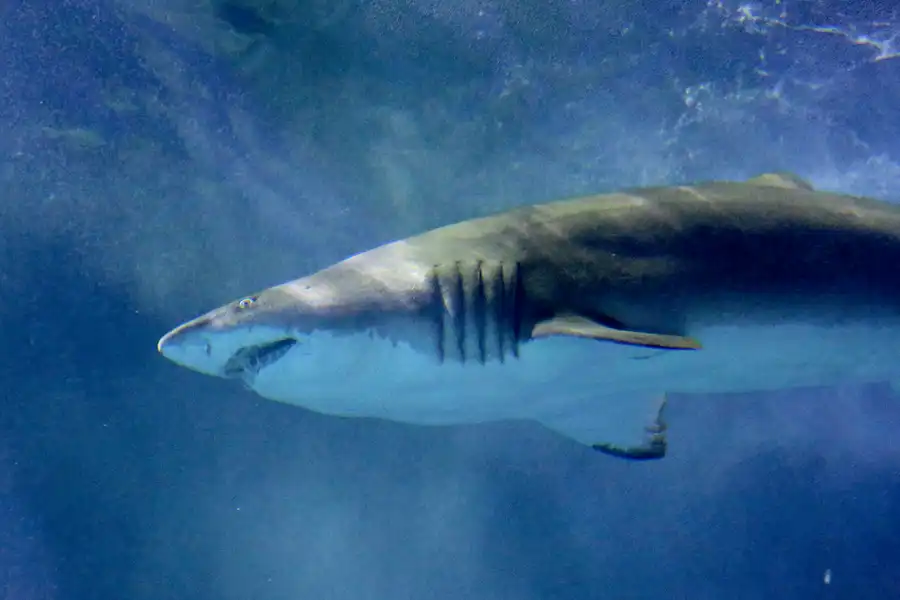 087 | 2020 | Valencia | Ciutat de les Arts i les Ciències – L&rsquo; oceanogràfic | © carsten riede fotografie